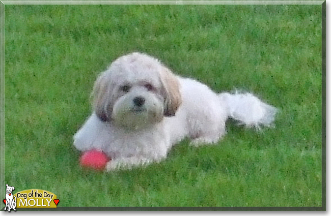 Molly the Bichon Frise/Shih Tzu mix, the Dog of the Day