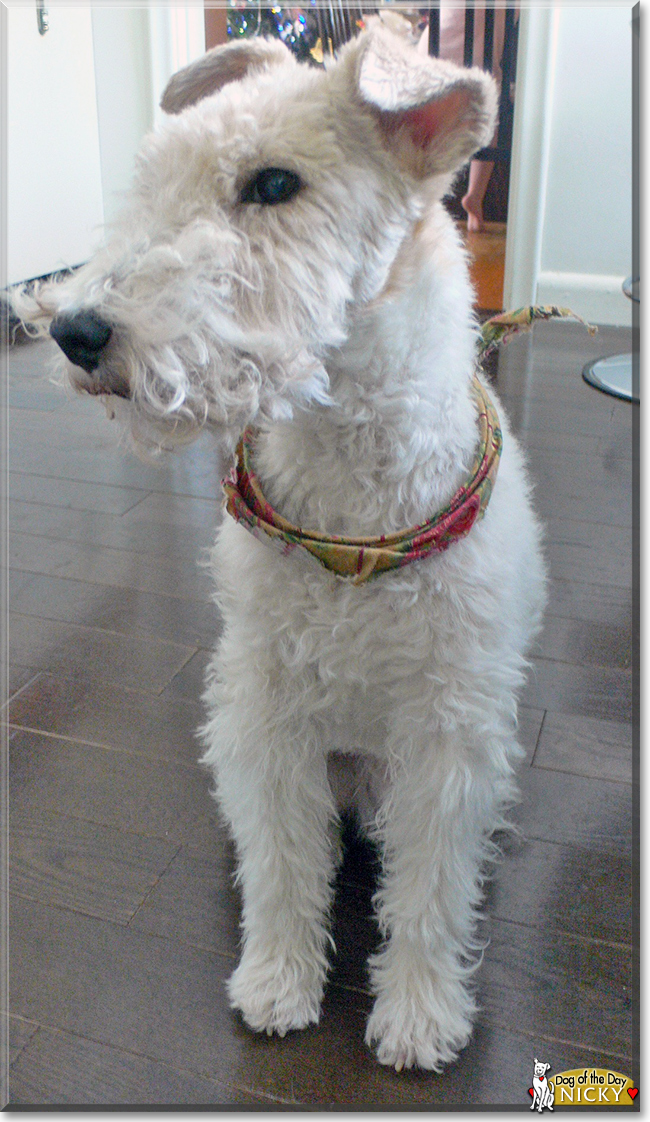 Nicky the Wire-Haired Fox Terrier, the Dog of the Day