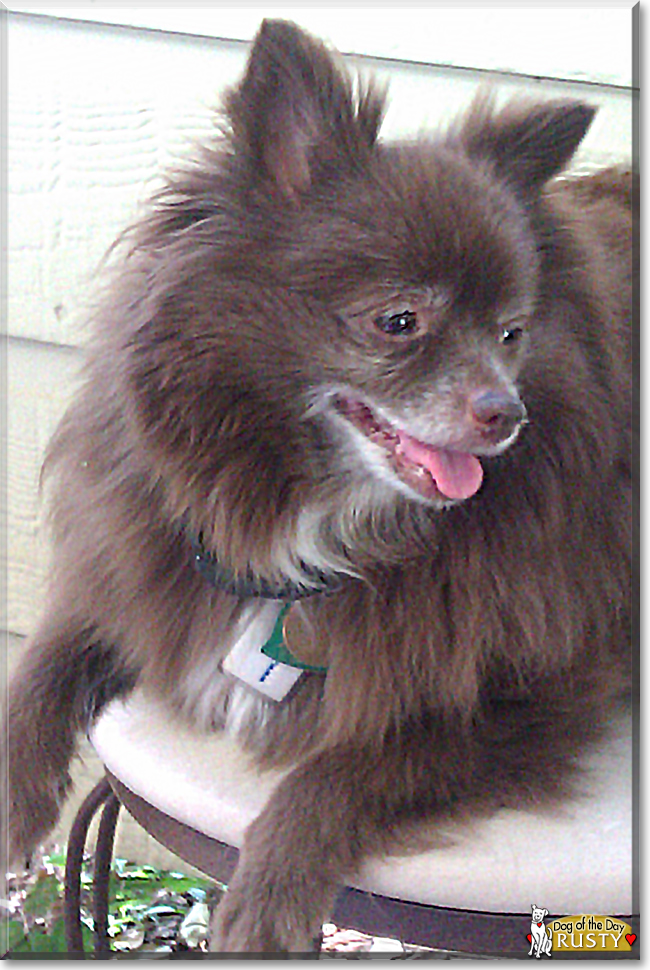 Rusty the Pomeranian, the Dog of the Day