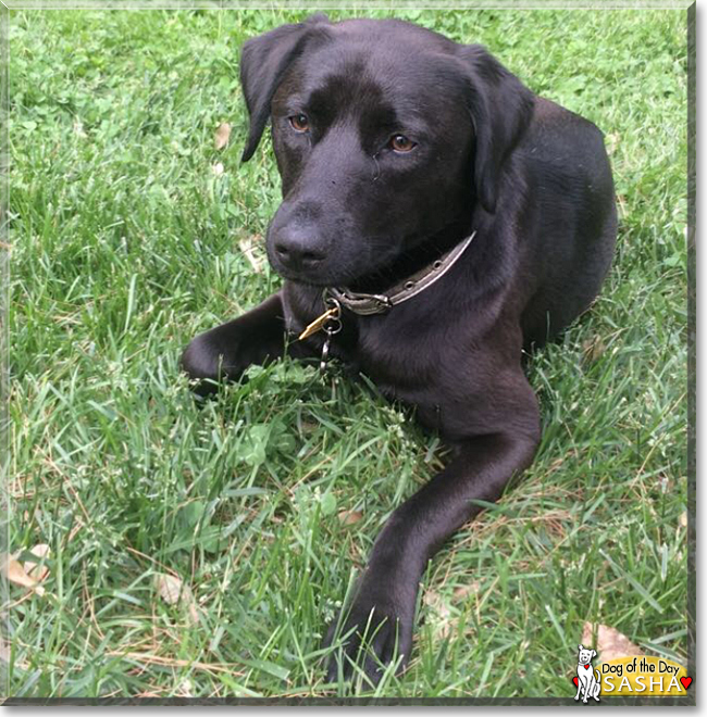 Sasha the Labrador/Terrier mix, the Dog of the Day