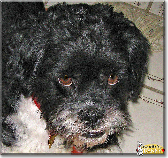 Danny the Dandy Dinmont Terrier, Bulldog mix, the Dog of the Day