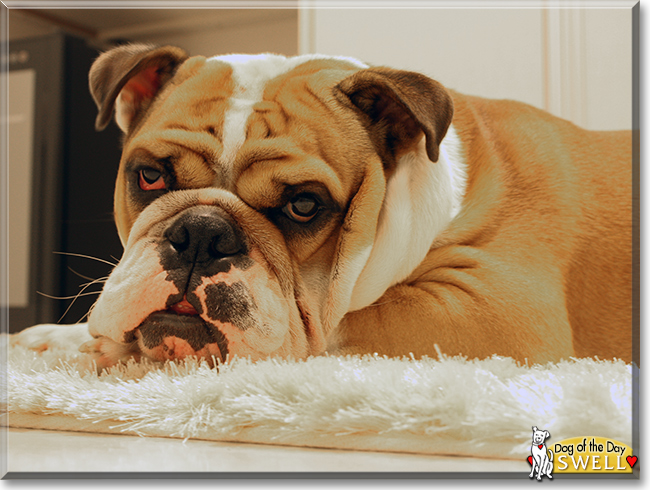Swell the English Bulldog, the Dog of the Day