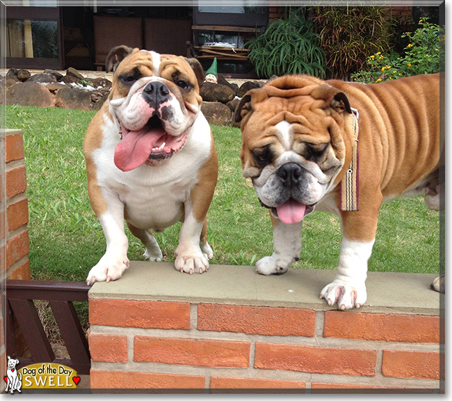 Swell the English Bulldog, the Dog of the Day