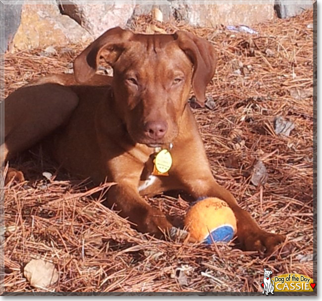 Cassie the Hungarian Vizsla, the Dog of the Day