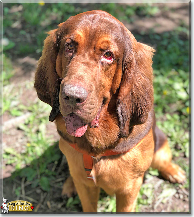 King the Bloodhound, the Dog of the Day