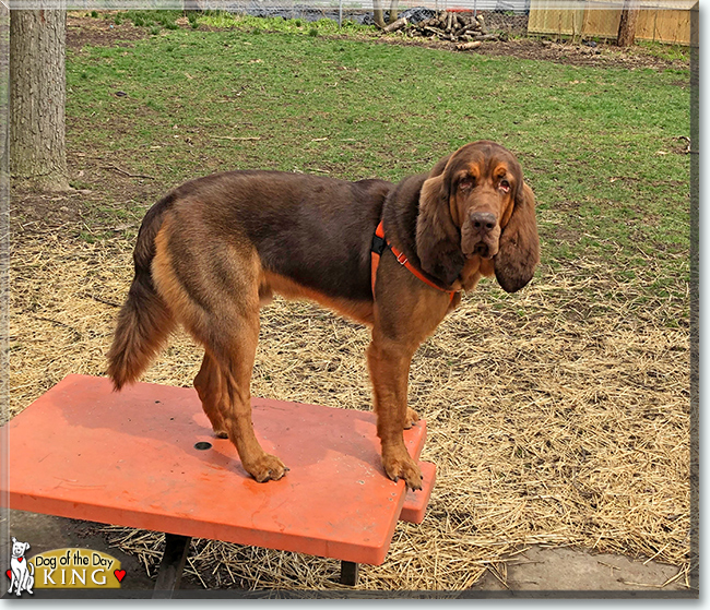 King the Bloodhound, the Dog of the Day
