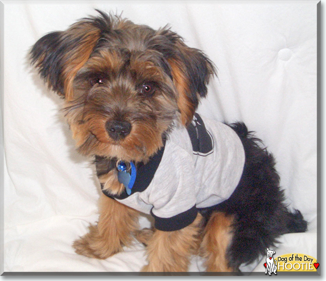 Hootie the Yorkshire Terrier, the Dog of the Day