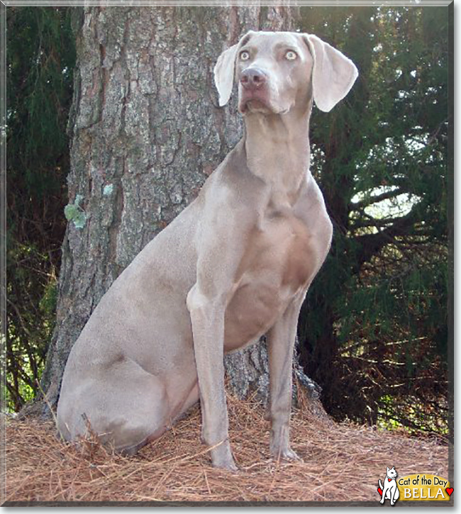 Bella the Weimaraner, the Dog of the Day