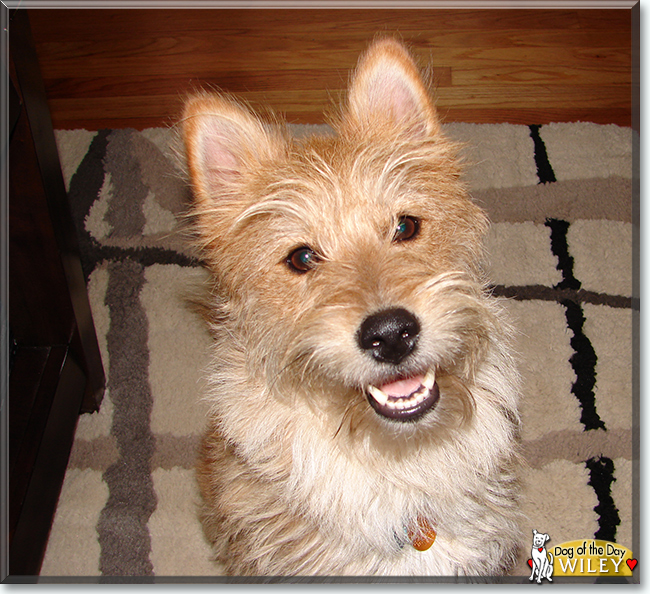 Wiley the Terrier mix, the Dog of the Day