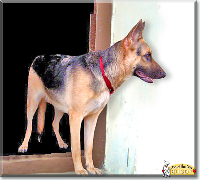 Buddy the German Shepherd Dog, the Dog of the Day
