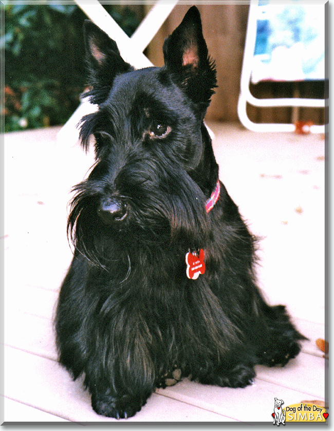 Simba the Scottish Terrier, the Dog of the Day