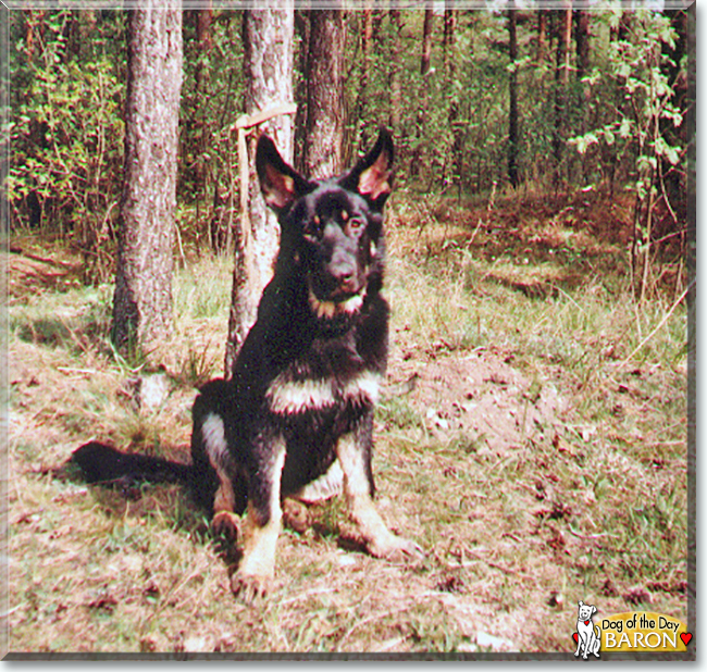 Baron the German Shepherd Dog, the Dog of the Day