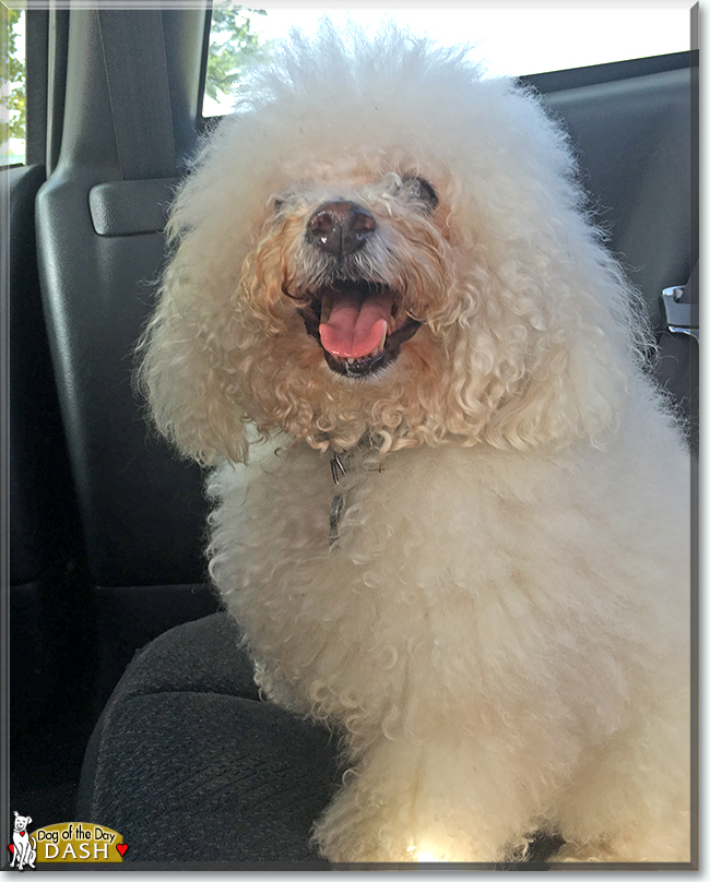 Dash the Bichon Frise, the Dog of the Day