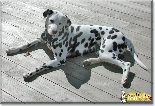 Lou Dog the Dalmatian, the Dog of the Day