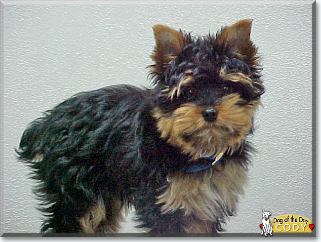 Cody the Yorkshire Terrier, the Dog of the Day
