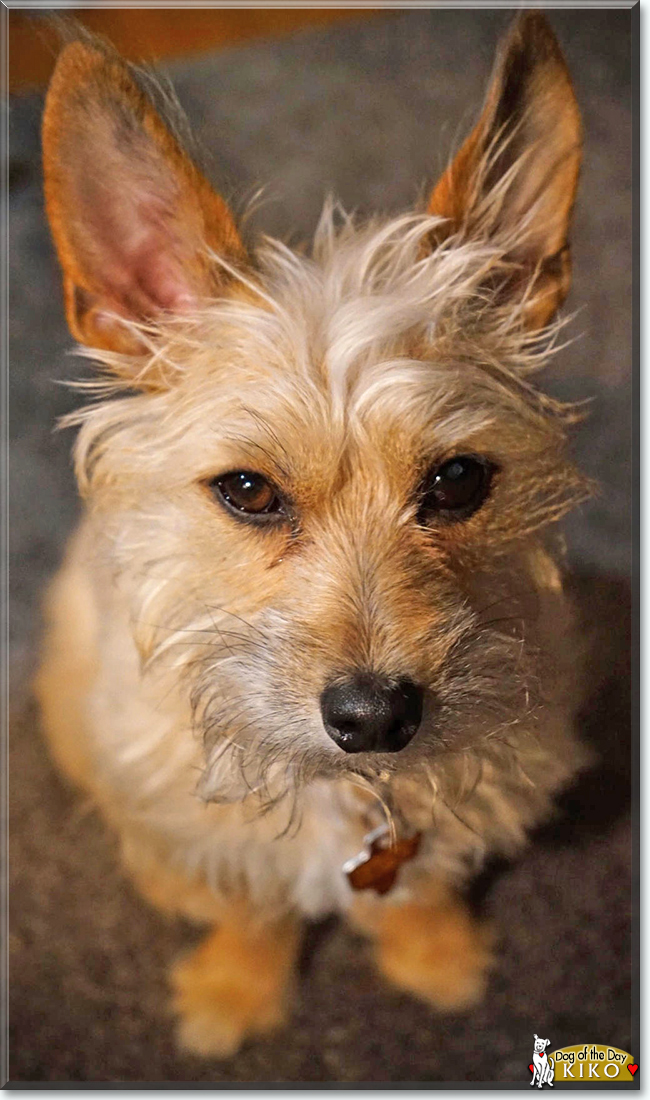 Kiko the Terrier mix, the Dog of the Day