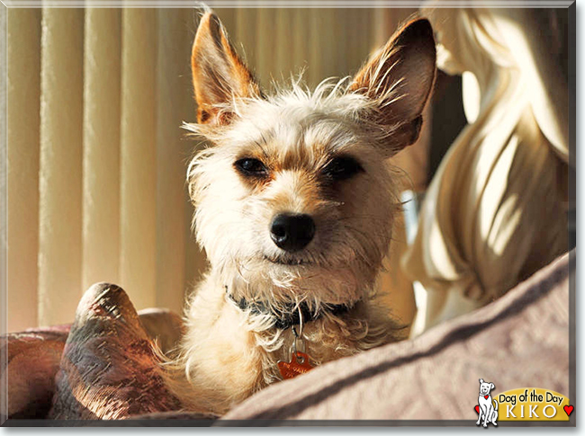 Kiko the Terrier mix, the Dog of the Day