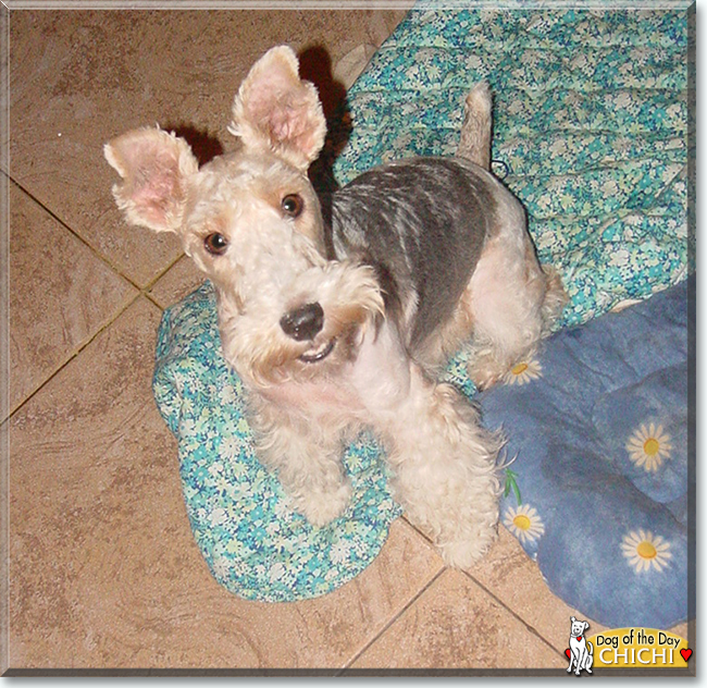 ChiChi the Wire Fox Terrier, the Dog of the Day