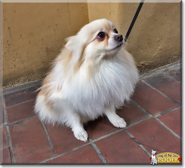 Poofy the Pomeranian, the Dog of the Day