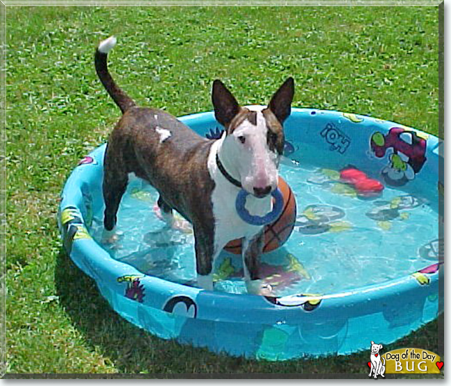Bug the Bull Terrier, the Dog of the Day