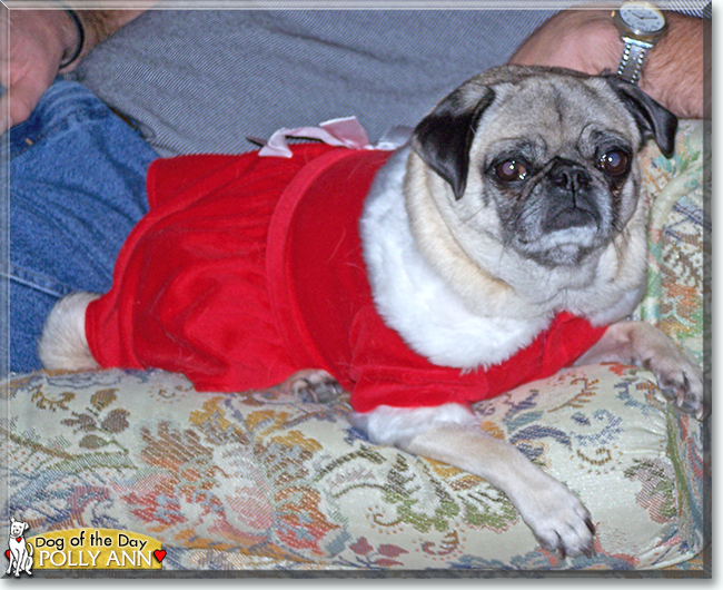 Polly Ann the Pug, the Dog of the Day