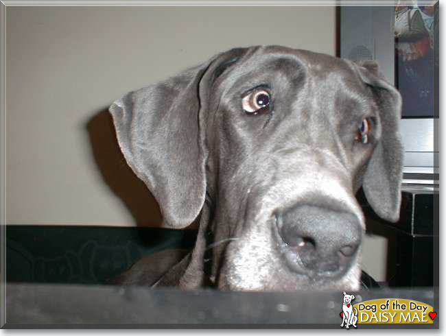 Daisy Mae the Great Dane, the Dog of the Day