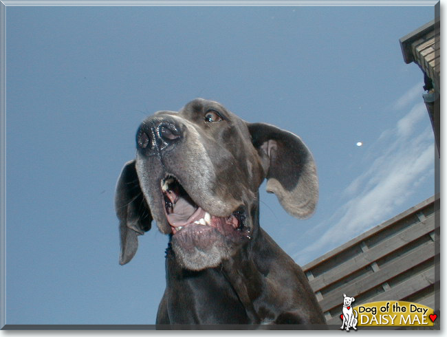 Daisy Mae the Great Dane, the Dog of the Day