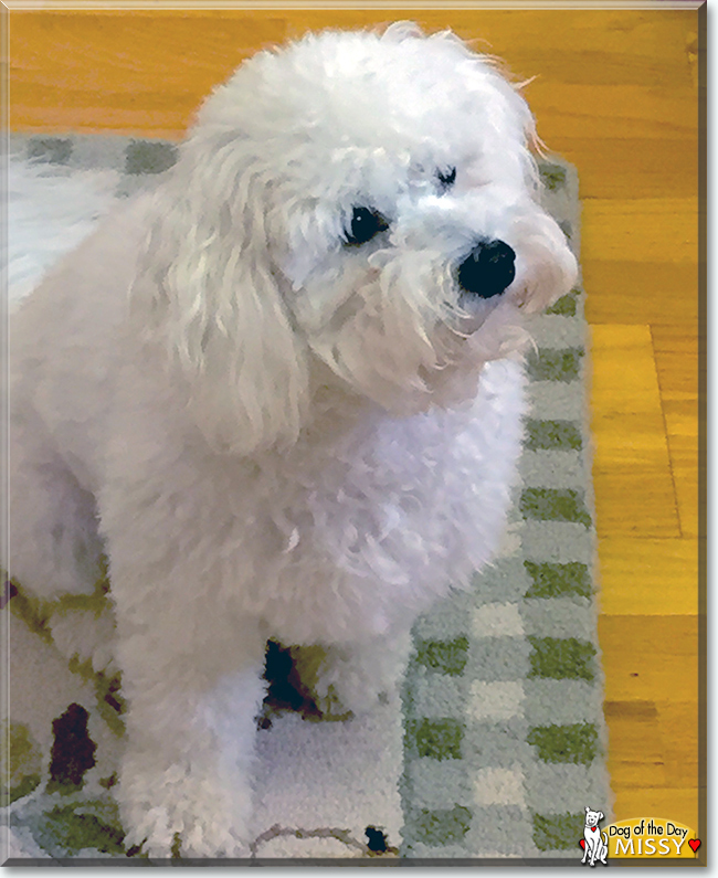 Missy the Bichon Frise, the Dog of the Day