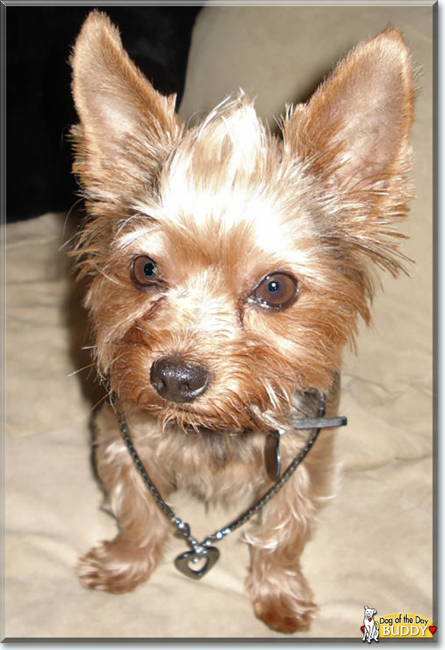 Buddy the Yorkshire Terrier, the Dog of the Day