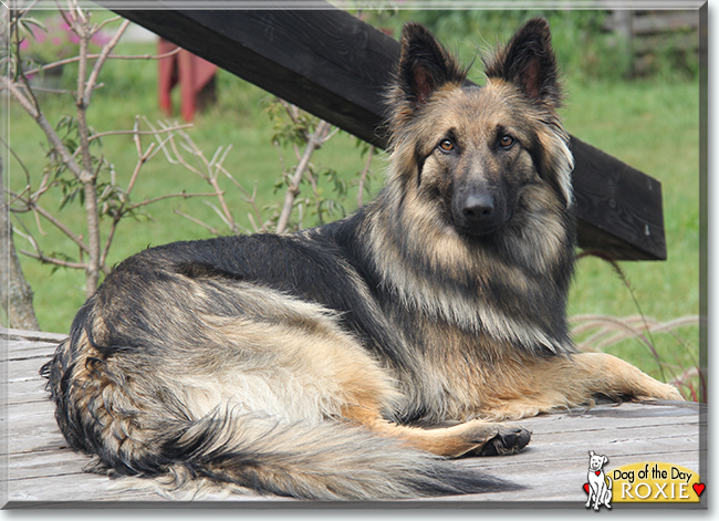 Roxie the German Shepherd Dog, the Dog of the Day