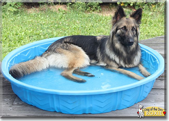 Roxie the German Shepherd Dog, the Dog of the Day