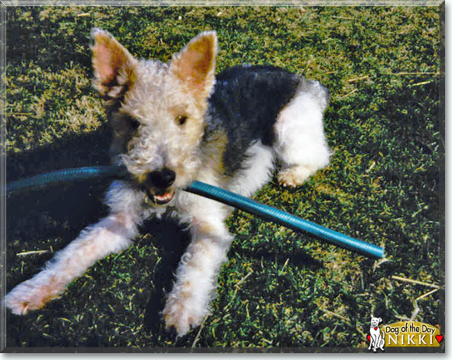Nikki the Wire-Haired Fox Terrier, the Dog of the Day