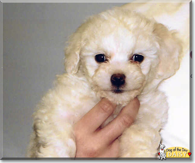 Daisy the Bichon Frise, the Dog of the Day