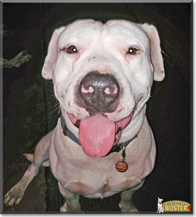 Buster Brown the Pit Bull Terrier, the Dog of the Day