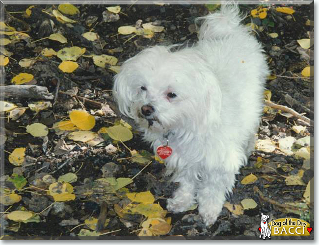 Bacci Bogie the Maltese, the Dog of the Day