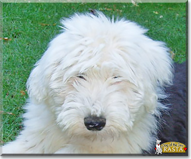 Rasta the Old English Sheepdog, the Dog of the Day