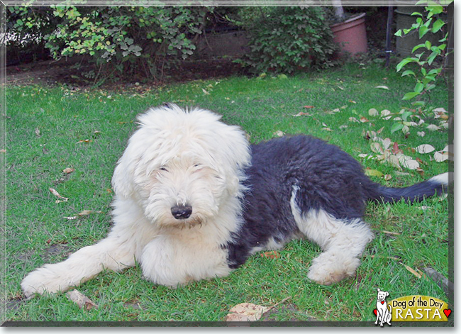 Rasta the Old English Sheepdog, the Dog of the Day