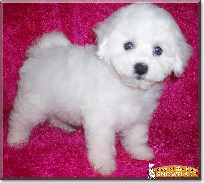 Snowflake the Bichon Frise, the Dog of the Day