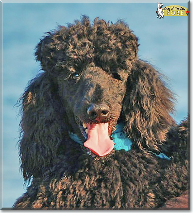 Kobe the Standard Poodle, the Dog of the Day