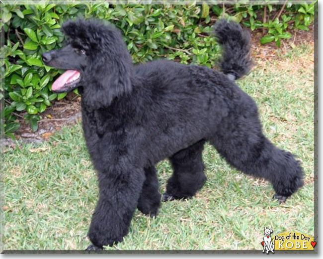 Kobe the Standard Poodle, the Dog of the Day