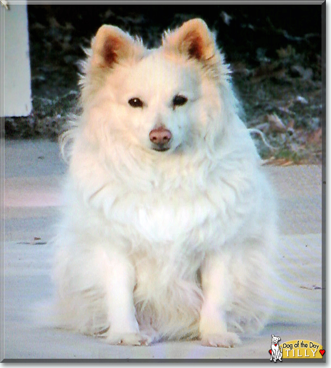 Tilly the American Eskimo Dog, the Dog of the Day