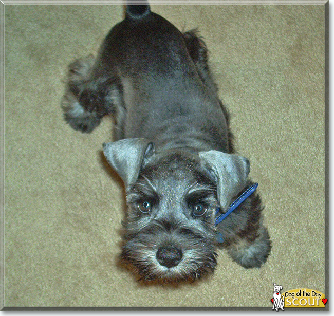 Scout the Miniature Schnauzer, the Dog of the Day