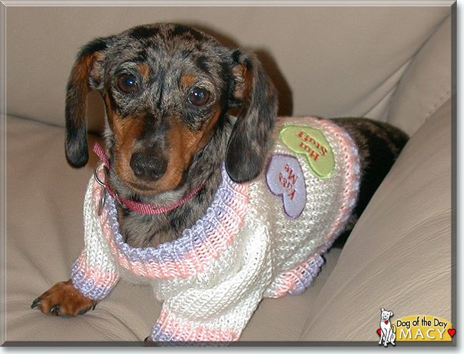Macy the Dapple Dachshund, the Dog of the Day