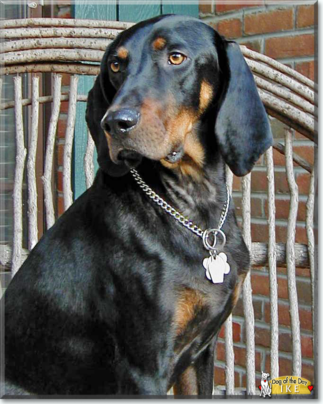 Ike the Black and Tan Coonhound, the Dog of the Day