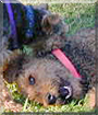 Penny the Airedale, Brinkley the Welsh Terrier