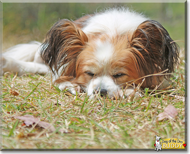 Buddy the Papillion mix, the Dog of the Day