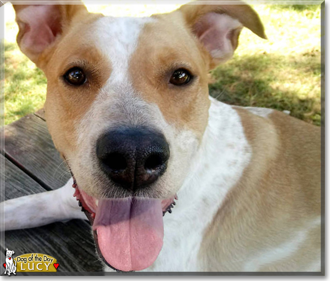 Lucy the Hound, Pitbull Terrier mix, the Dog of the Day