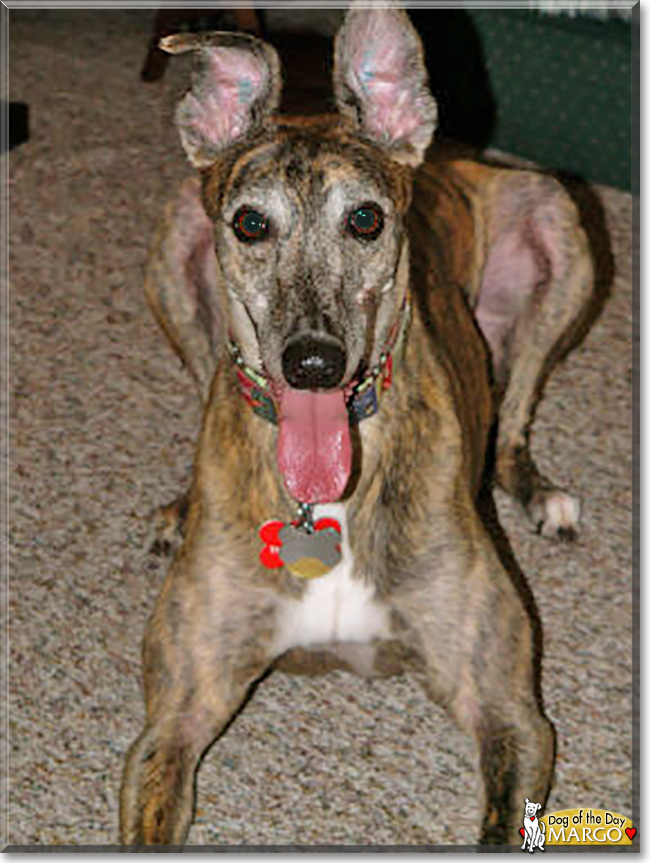 Margo the Greyhound, the Dog of the Day