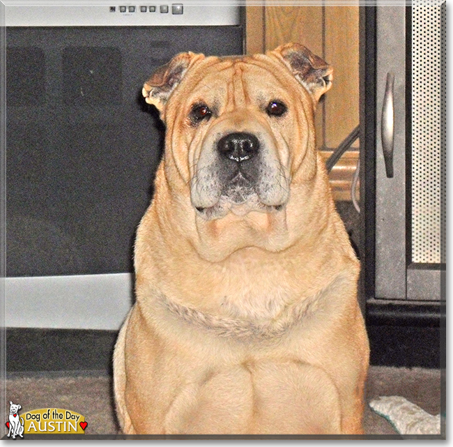 Austin the Shar Pei, the Dog of the Day
