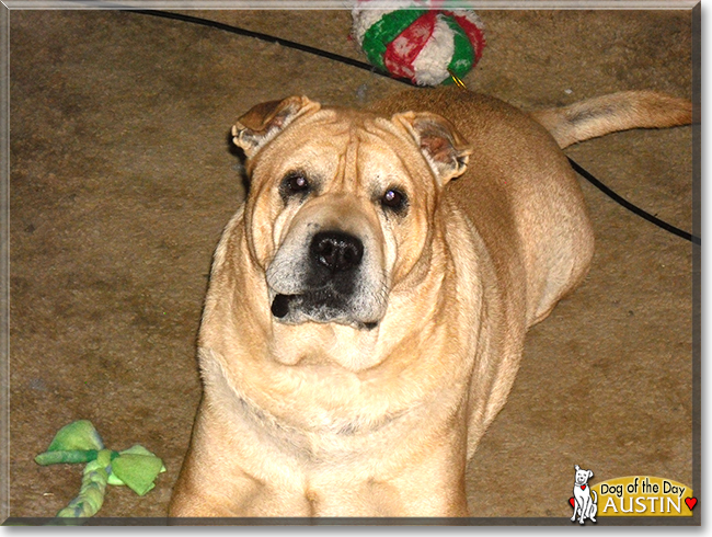 Austin the Shar Pei, the Dog of the Day